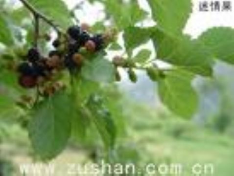 Siberian Ginseng  Extract